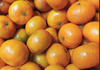 귤값이 비싸진 이유.