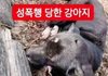 화력부탁드려요) 김포에서 강아지 고양이 성폭행한 인간