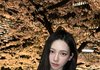 카리나 벚꽃 사진