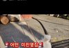 [방탈죄송] 보호소출신 강아지를 죽일듯이 팬 학대범. 잡을 수 있을까요?