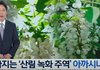 여러분 아카시아 나무가 사실은 가짜 이름이었다는거 아십니까?