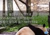 이게 뭐야????서서히 푸바오 죽이기 들어간 ㅈㄱ