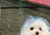 코필러 맞고옴
