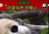 푸바오가 애처롭게 손에 꼭쥔 이것