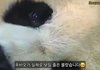 푸바오 눈물흘린거 충격이다 진짜...ㅠ