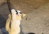 주차장 8남매 길냥이 가족