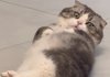아