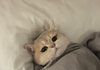 고양이