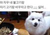 강아지의 물물교환 신청.jpg