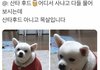어이없는 댕댕이들 모음