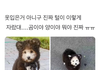 여름에 강아지 옷을 왜입히세요?.jpg