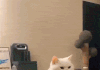나 알고보면