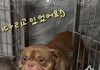 내가본 핏불중에 제일 귀엽게 생김