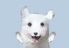 트위터 대선 여론 쥰나 미개하다