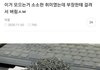 러브버그 개극혐인게