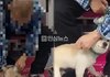 청량리행 지하철서 강아지에 물파스 학대…눈·코까지 문질러 (+동물학대, 동물보호단체, 고발, 제보)