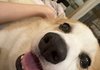 데헷