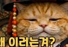 왜이러는겨