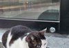 나두 고양이