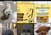 애완동물 유행 끝날때마다 생기는일