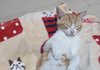 스테이씨 윤세은의 고양이