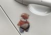시바 배 썩음