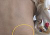 유치원내 상습폭행과 고문사건(사진있음)