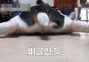강형욱을 만나고 삶이 180도 달라졌다는 견주