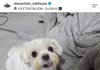 강아지 인플루언서 화멍이 폭로