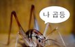 사진有 - 평가좀해주세요..^^