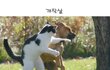 웃낀 강아지~~ ㅎㅎㅎㅎㅎㅎ