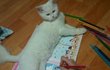 ★웃긴 내 고양이 이야기 (사진 有)