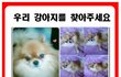 포항 쌍용사거리부근 , 갈색 포메라니안 강아지 찾습니다~!!!!!!!!!!!!!
