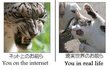  인터넷 vs 실제생활 