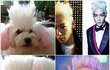 ★★사진有★★탑머리를 한 우리집 강아지 행운이★