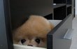 강아지