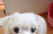◆◇◆[사진많음]전 강아지와사귀고있습니다◆◇◆