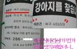 이건 무슨 개?