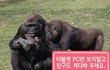 고릴라가 나보다 위대한 이유.jpg