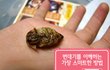 번데기의 참모습
