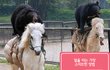 백마타는 흑형