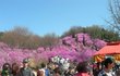 주말에 남친이랑 진달래도 보고 곱창에 와인도 마셨어요. 와인은 공짜로