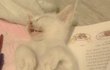 ●우리집 고양이 소개함●