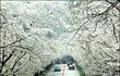 [펌] 일본이 빼앗아간 게 또 하나 있습니다