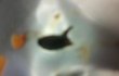 #####농심의개념######사진有
