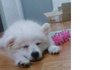 ★사진有★멍멍 털 유/무의 중요성