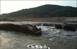 낙동강에 나이아가라 폭포가...돌연변이 낳은 4대강 공사