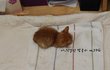 (사진有) 길냥이 제발 살수있기를..ㅠㅠ(후기2)
