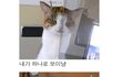 ♡ 냥냥♥ 고양이다냥.jpg