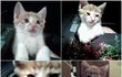 고양이들 짤방을 공유해주세요 ♥